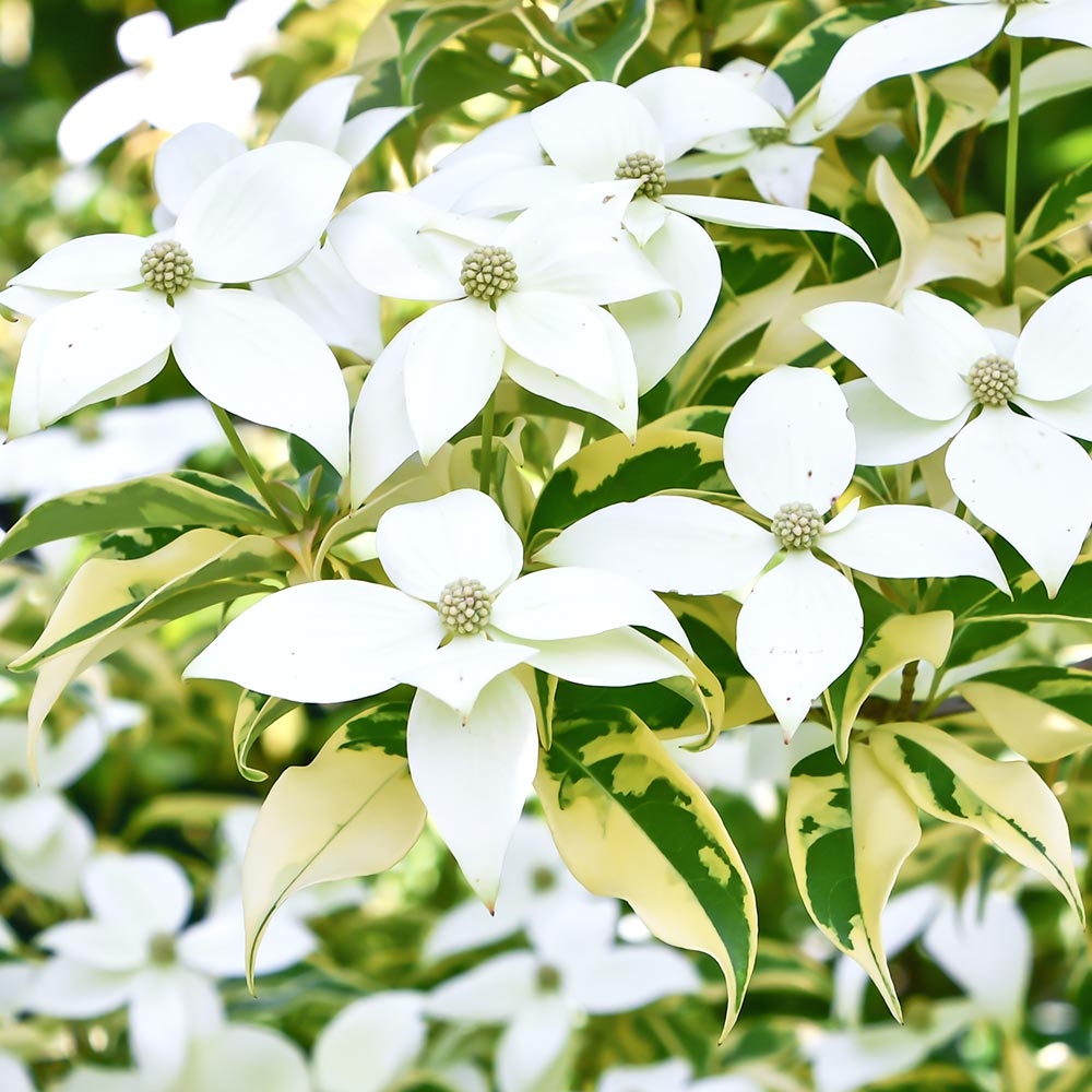 常緑ヤマボウシ 月光斑入り 【花木苗 6号／1個売り】｜ 【植物の