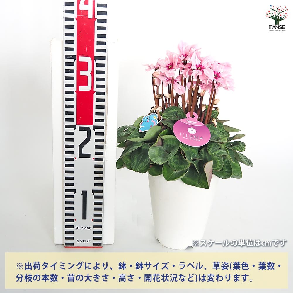 シクラメン イリュージアピンクラテ 【花苗 4号／1個売り】｜ 【植物の