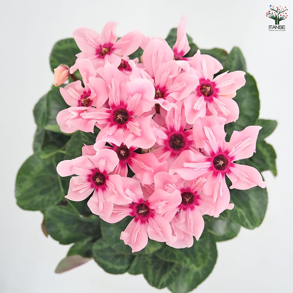 シクラメン イリュージアピンクラテ 【花苗 4号／1個売り】｜ 【植物の