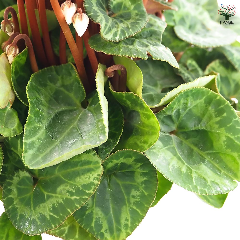 希少　大判リトグラフ　ダン・パルトゥシュ　「シクラメン」 希少 大判リトグラフ ダン・パルトゥシュ 「シクラメン」