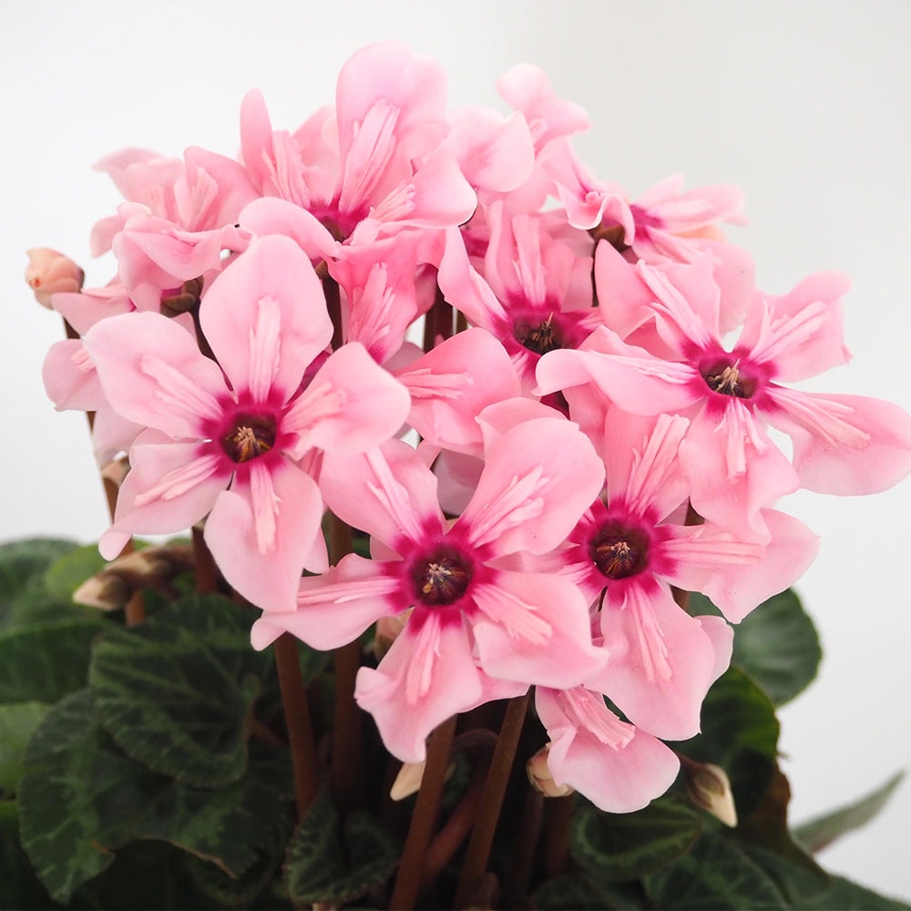 専用✧A新品✧ALGY&ピンクラテ 4点150/160 専用おまとめ 9点140/130-即納・正規品