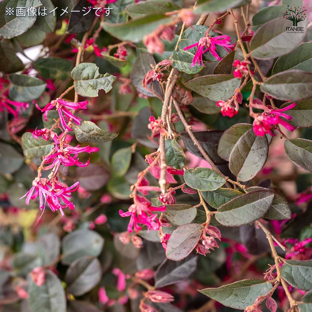 トキワマンサク 赤葉赤花 【花木苗 5号／1個売り】｜ 【植物の
