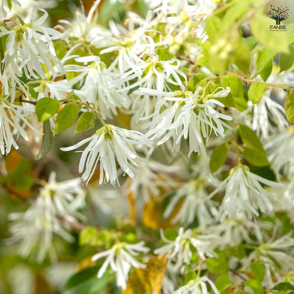 トキワマンサク 青葉白花 【花木苗 5号／1個売り】｜ 【植物の