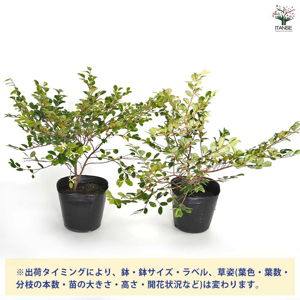 トキワマンサク 青葉白花 【花木苗 5号／1個売り】｜ 【植物の