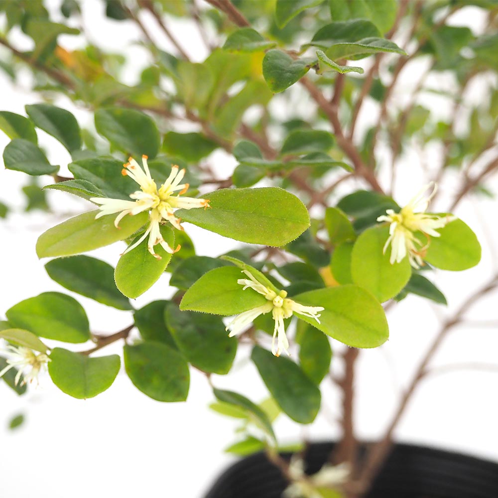 トキワマンサク 青葉白花 【花木苗 5号／1個売り】