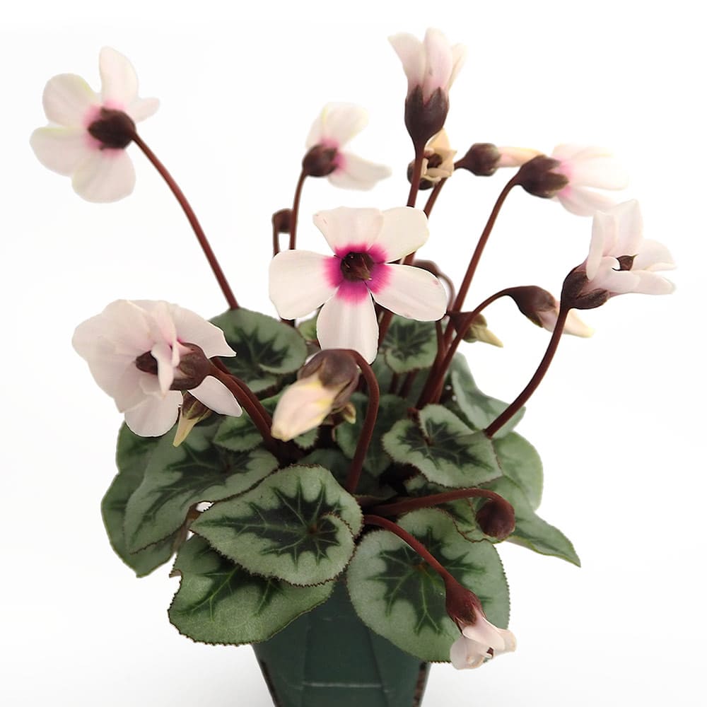 ミニシクラメン アンジュ 【花苗 2.5号】