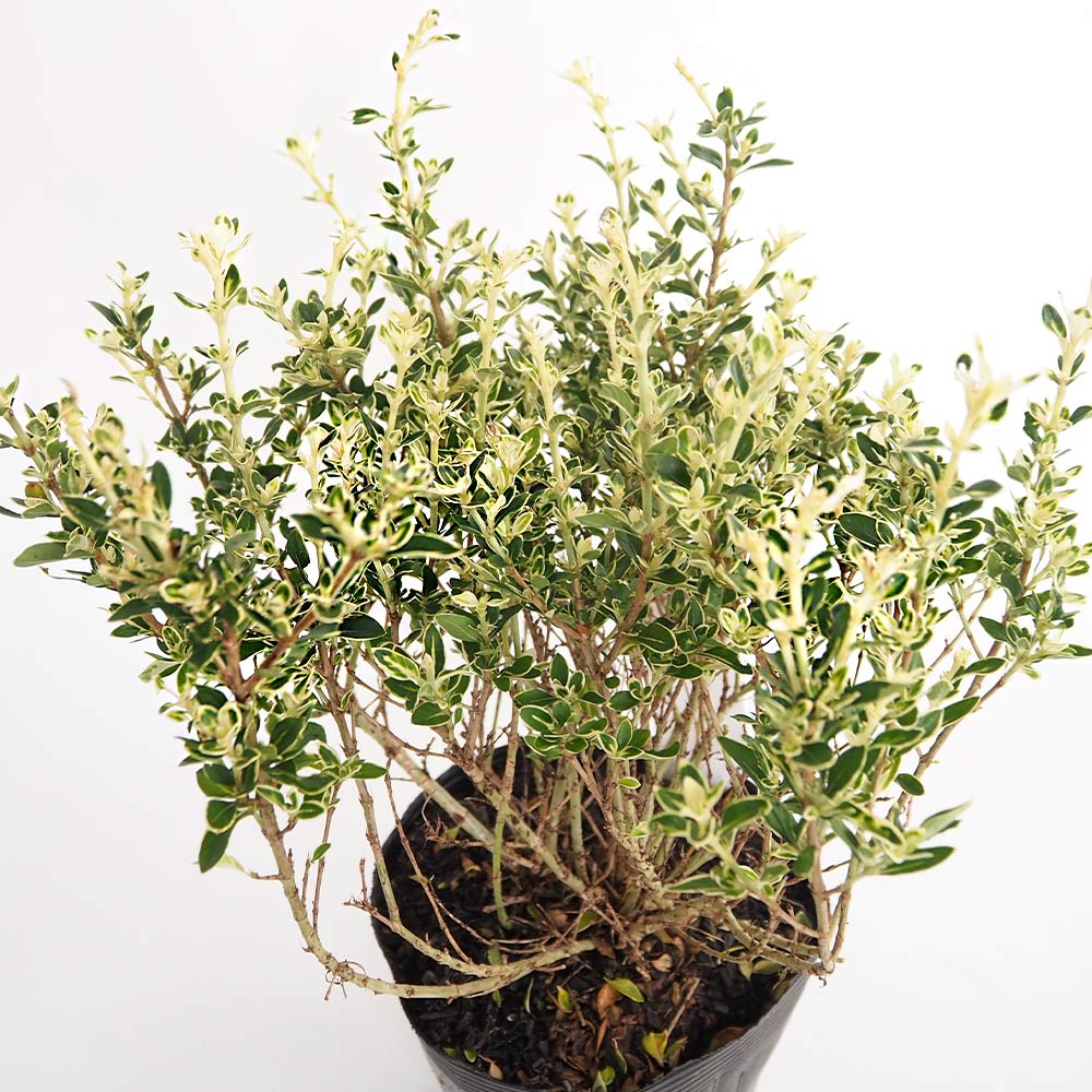 斑入りハクチョウゲ 【花木苗 5号／1個売り】