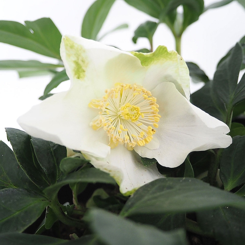 タビビトノキの種 【インテリア雑貨 ／1個売り】｜ 【植物の