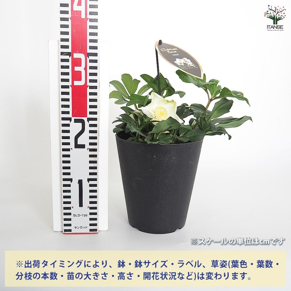 クリスマスローズ５苗 クリスマスローズ ジョエル 【花苗 5号／1個売り】｜ 【植物の