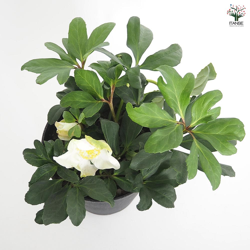 クリスマスローズ ジョエル 【花苗 5号／1個売り】｜ 【植物の