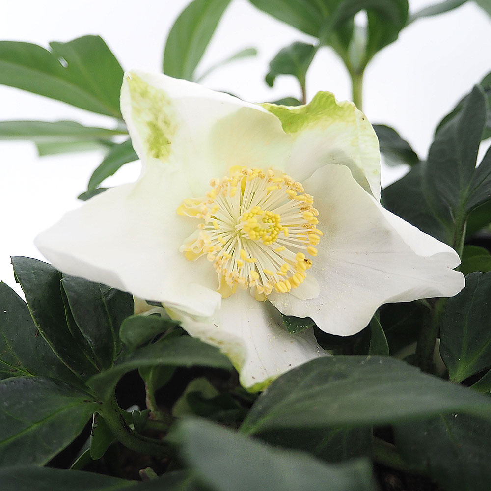 クリスマスローズ ジョエル 【花苗 5号／1個売り】