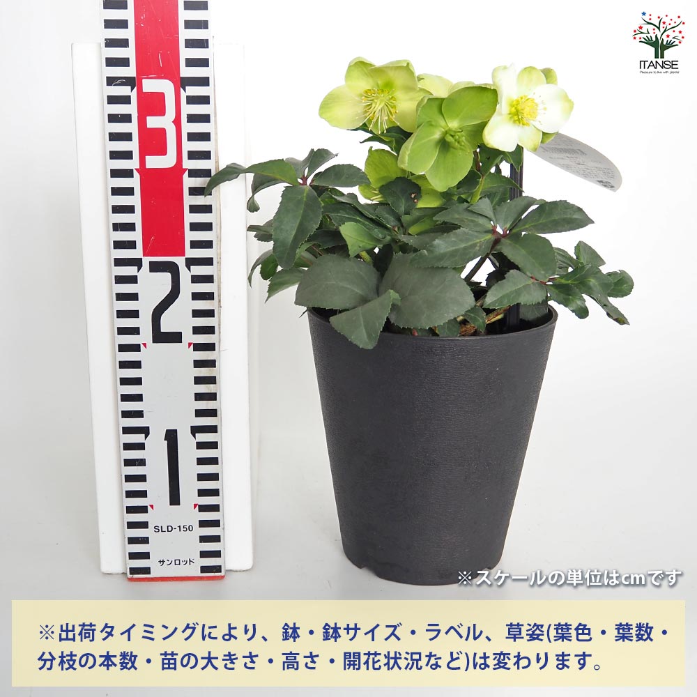 クリスマスローズ HGC アイスブレーカーマキシー 【花苗 5号／1個売り