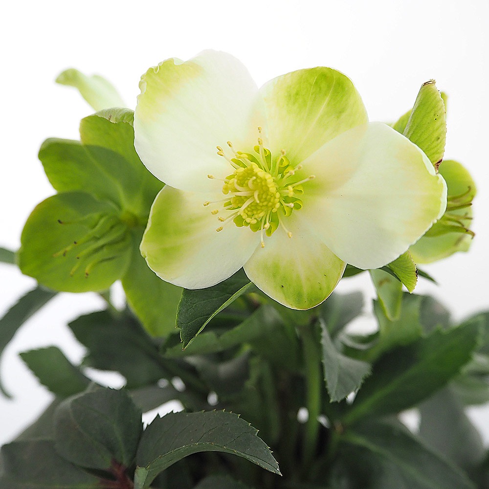 クリスマスローズ HGC アイスブレーカーマキシー 【花苗 5号／1個売り】