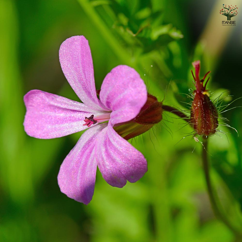ゲラニウム ロベルティアヌム 【花苗 3.5号】｜ 【植物のITANSE