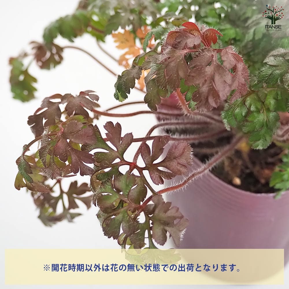 ゲラニウム ロベルティアヌム 【花苗 3.5号】｜ 【植物のITANSE