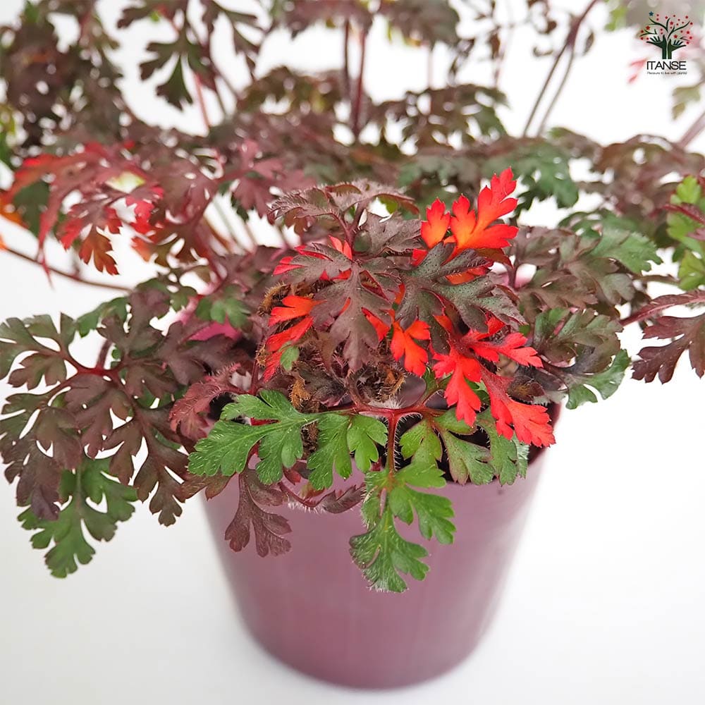 ゲラニウム ロベルティアヌム 【花苗 3.5号】｜ 【植物のITANSE