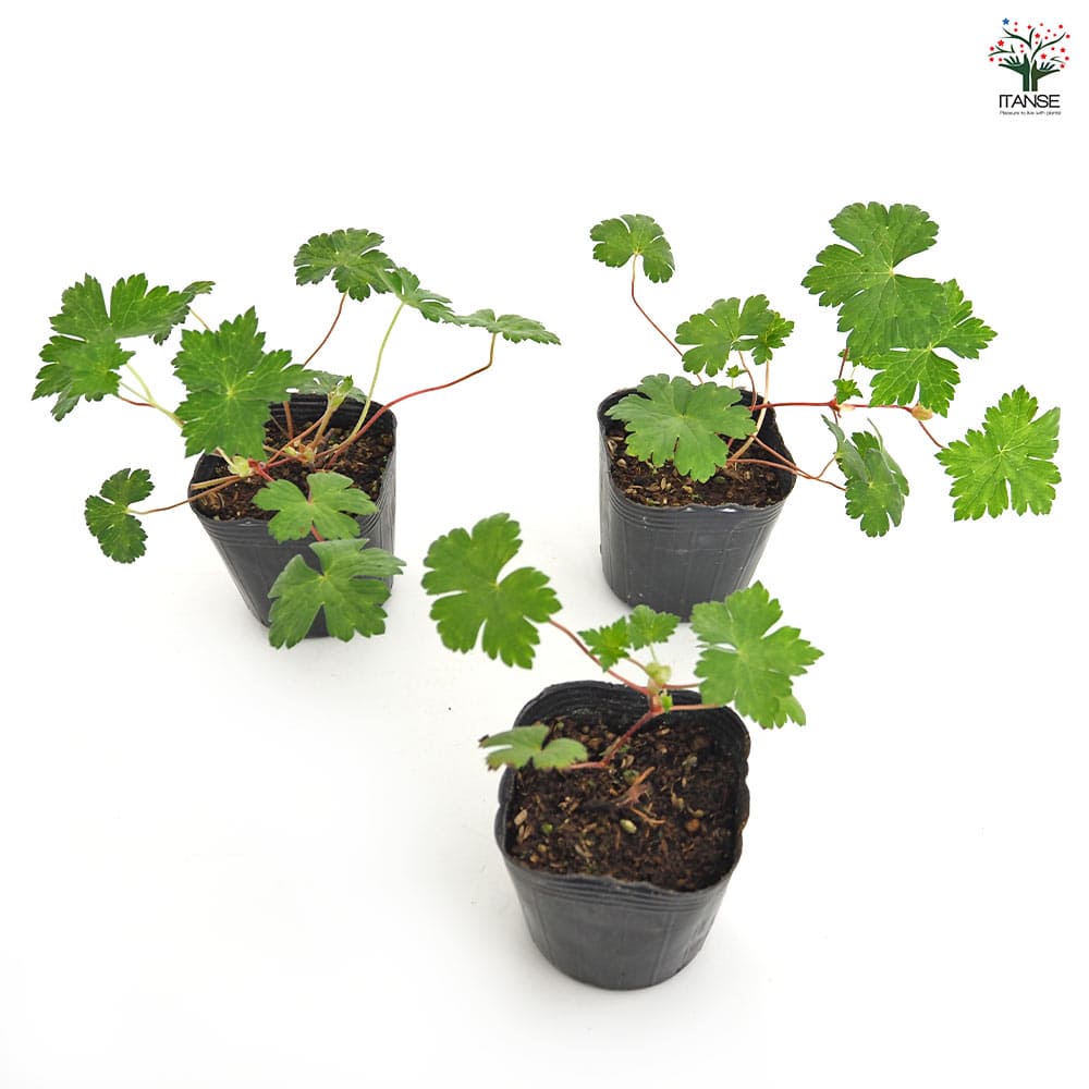ゲラニウム ブルータイム 【花苗 3号】｜ 【植物のITANSE】全品
