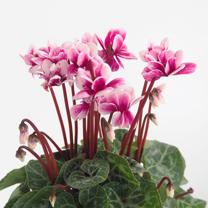 セダム パープルヘイズ【多肉植物 2.5～3号ポット】｜ 【植物の