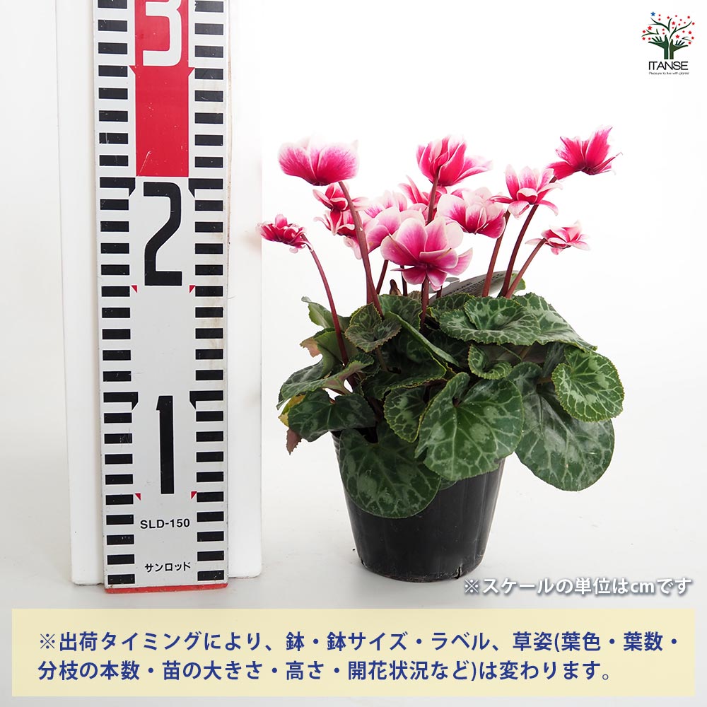 ミニシクラメン チモ ピコティ 色見計い2個～ 【花苗 3号】｜ 【植物の