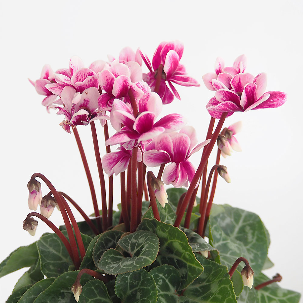 ミニシクラメン チモ ピコティ 色見計い2個～ 【花苗 3号】