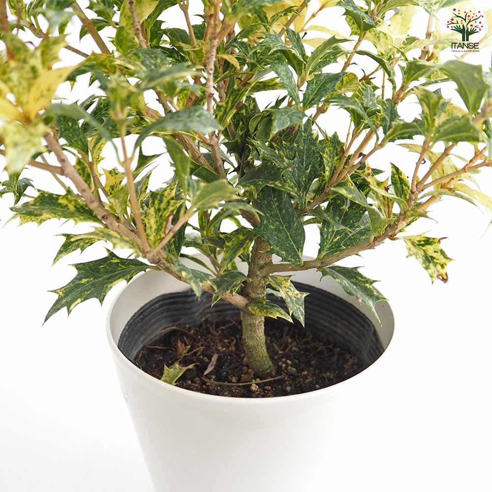 ガーデニング 植物 五色柊 鉢つき 【公式通販】