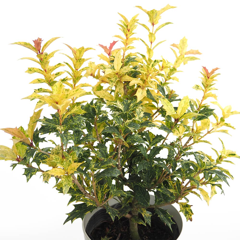 五色ヒイラギ 【花木苗 5号／1個売り】