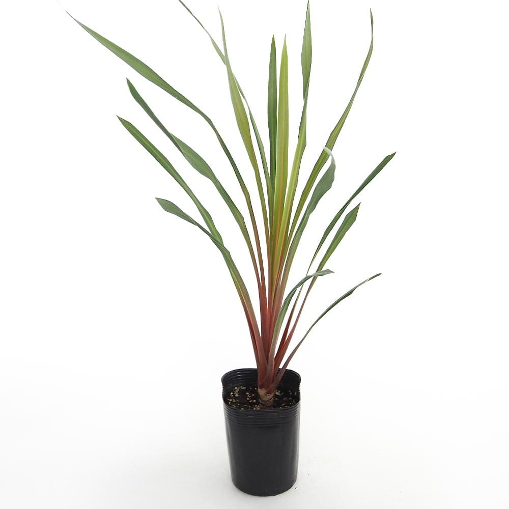 コルディリネ サンダンス 【観葉植物 3.5～4号／1個売り】