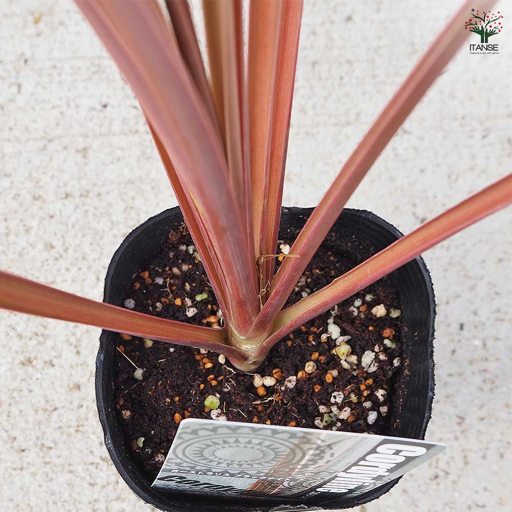 コルディリネ ブラックナイト 【観葉植物 3.5～4号／1個売り