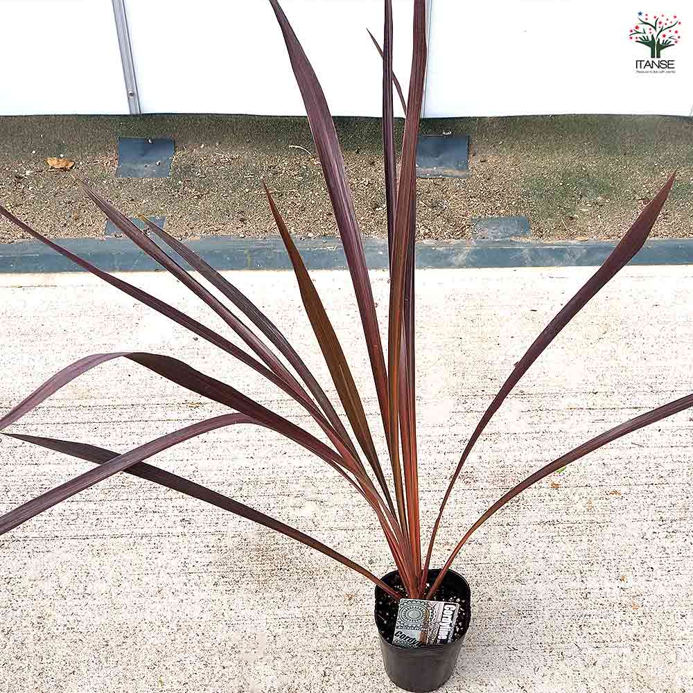 コルディリネ ブラックナイト 【観葉植物 3.5～4号／1個売り