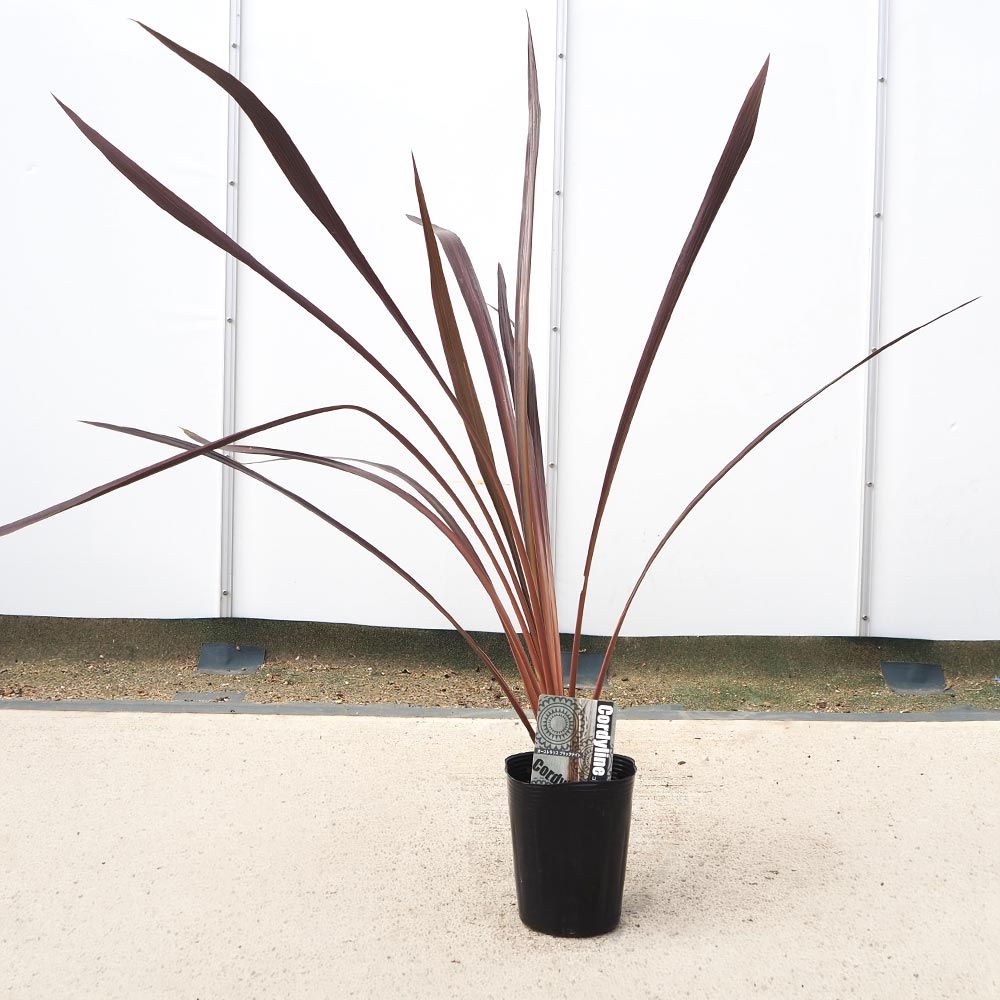 コルディリネ ブラックナイト 【観葉植物 3.5～4号／1個売り】