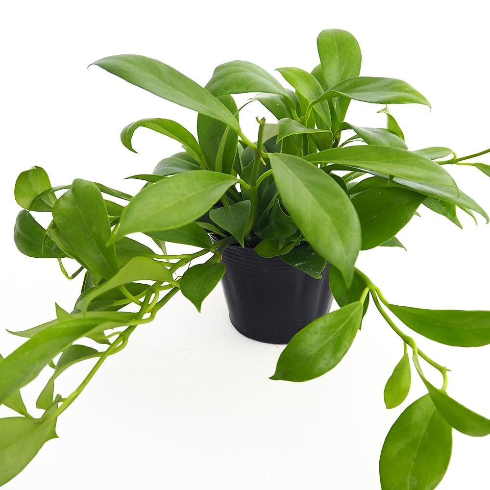 ホヤ オブスクラ 【観葉植物 3.5号】