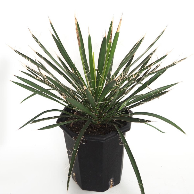 ユッカ｜【植物のITANSE】全品送料無料・即出荷!