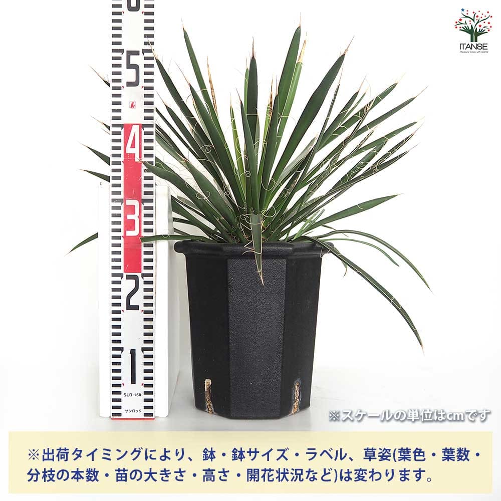 ユッカ フィリフェラ 【観葉植物 8号／1個売り】｜ 【植物の
