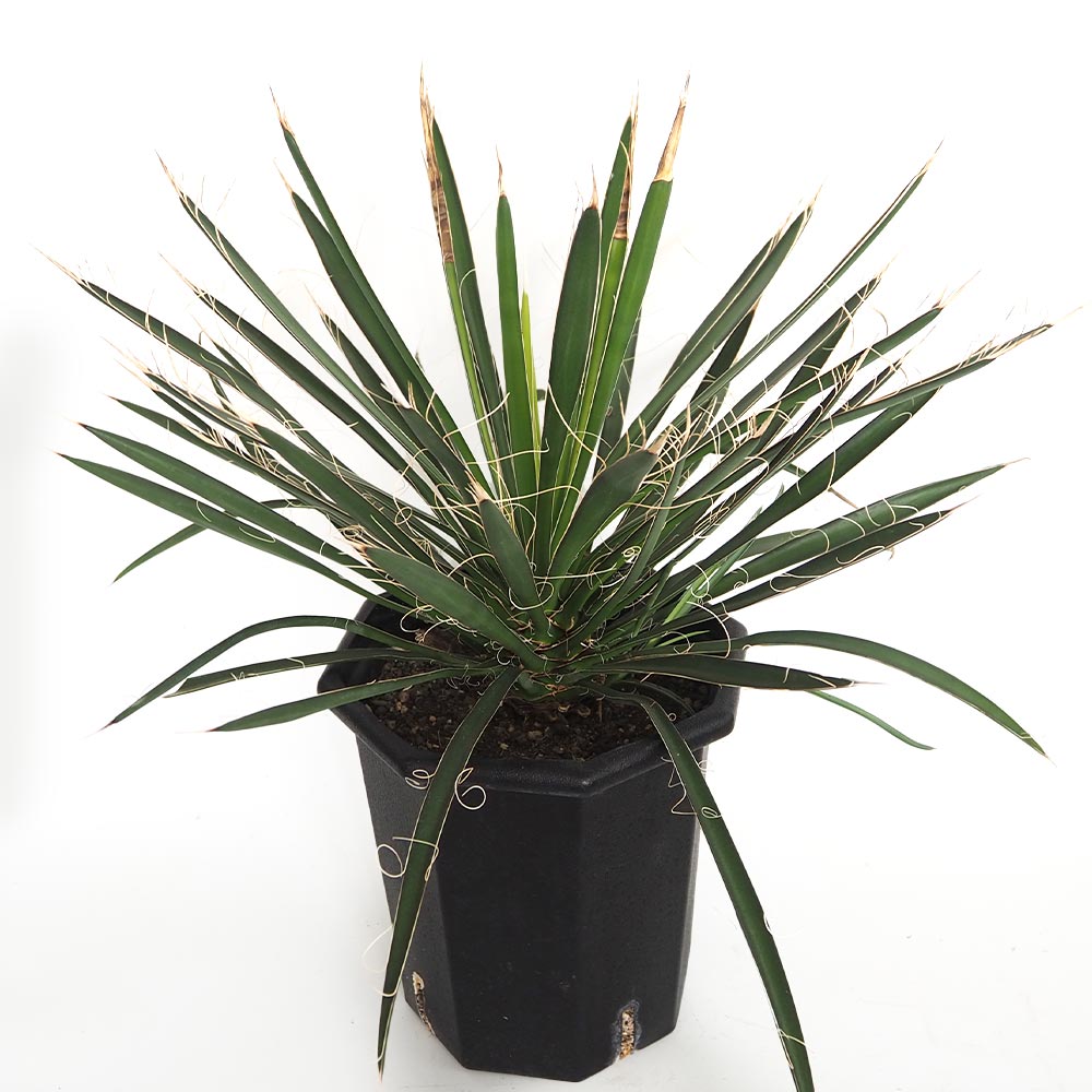 ユッカ フィリフェラ 【観葉植物 8号／1個売り】｜ 【植物の