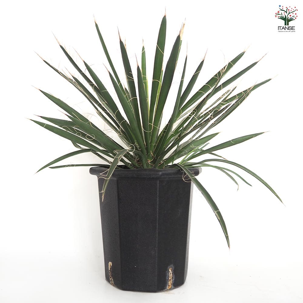 ユッカ フィリフェラ 【観葉植物 8号／1個売り】｜ 【植物の