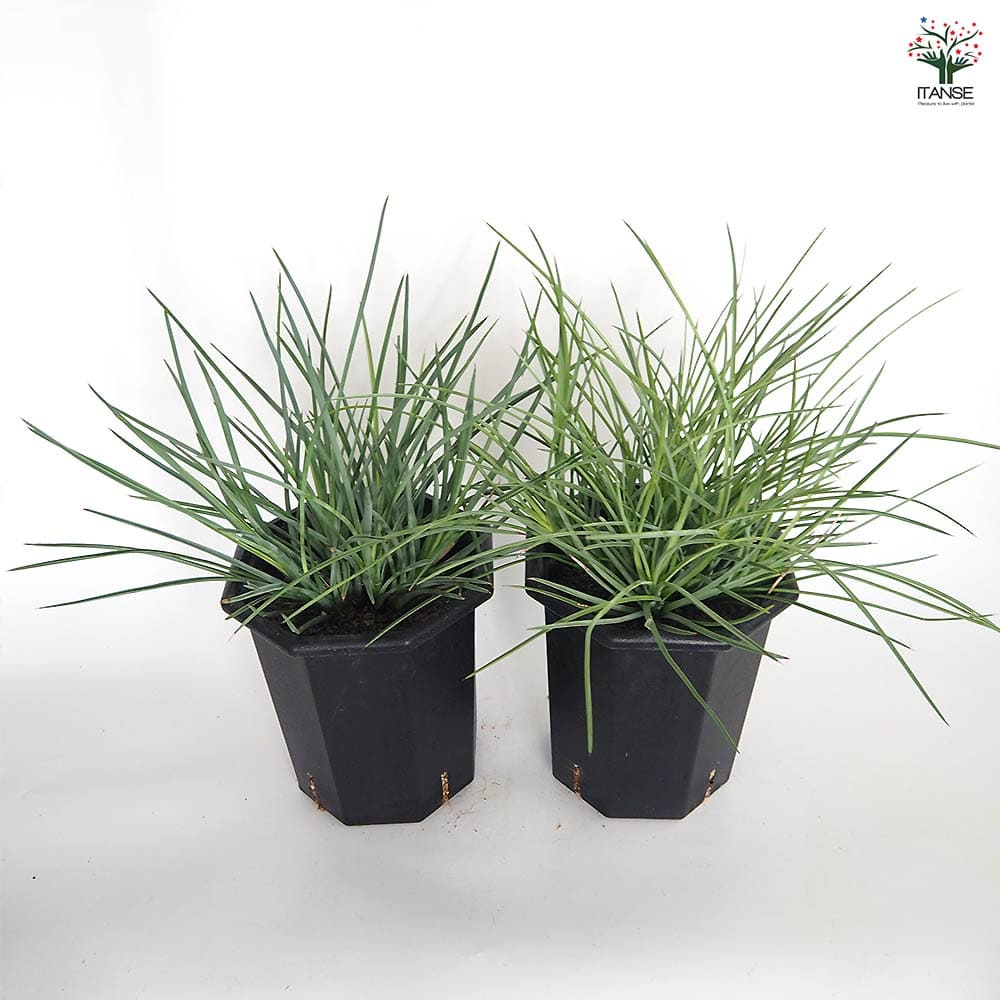 ユッカ ヘスペロユッカ 【観葉植物 8号／1個売り】｜ 【植物の