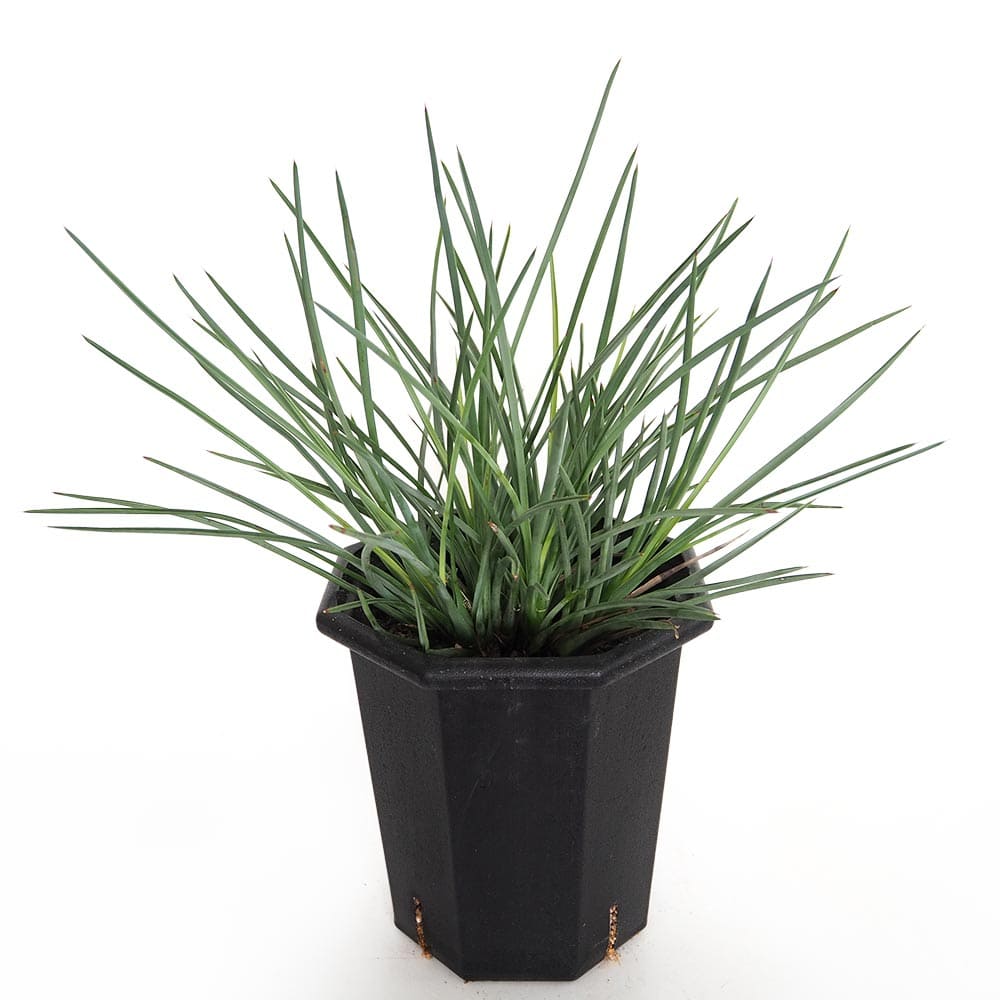 ユッカ ヘスペロユッカ 【観葉植物 8号／1個売り】