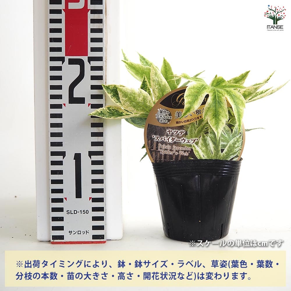 ヤツデ スパイダー 【庭木 3.5号】｜ 【植物のITANSE】全品送料