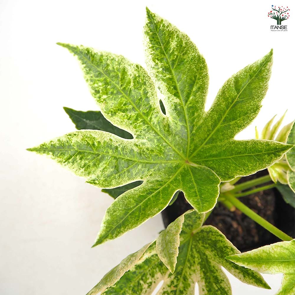 ヤツデ スパイダー 【庭木 3.5号】｜ 【植物のITANSE】全品送料