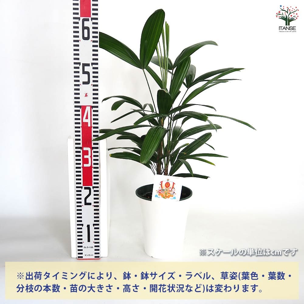 観音竹(カンノンチク) 【観葉植物 5号／1個売り】｜ 【植物の