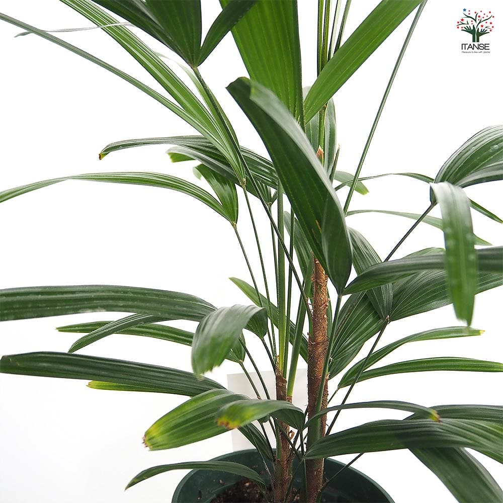 観音竹(カンノンチク) 【観葉植物 5号／1個売り】｜ 【植物の