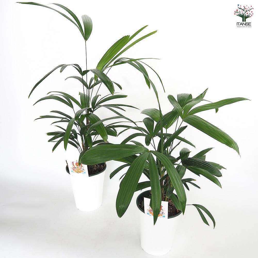 観音竹(カンノンチク) 【観葉植物 5号／1個売り】｜ 【植物の