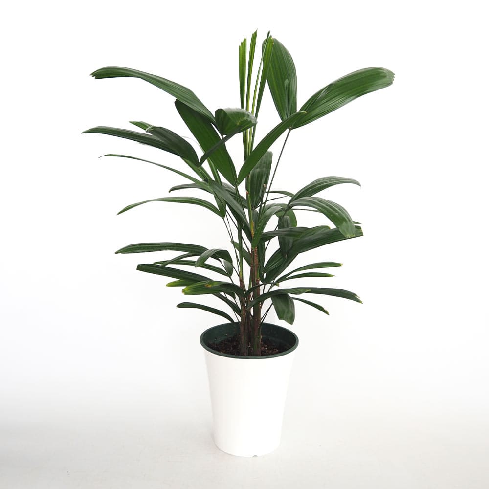 観音竹(カンノンチク) 【観葉植物 5号／1個売り】