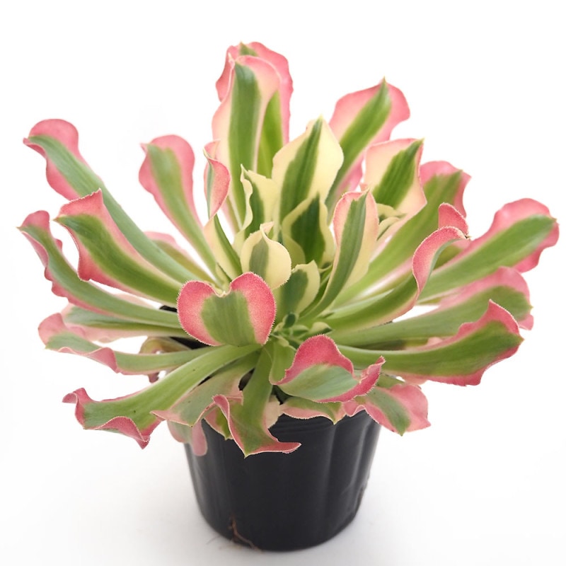 アエオニウム カシミヤバイオレット 【多肉植物 5号／1個売り
