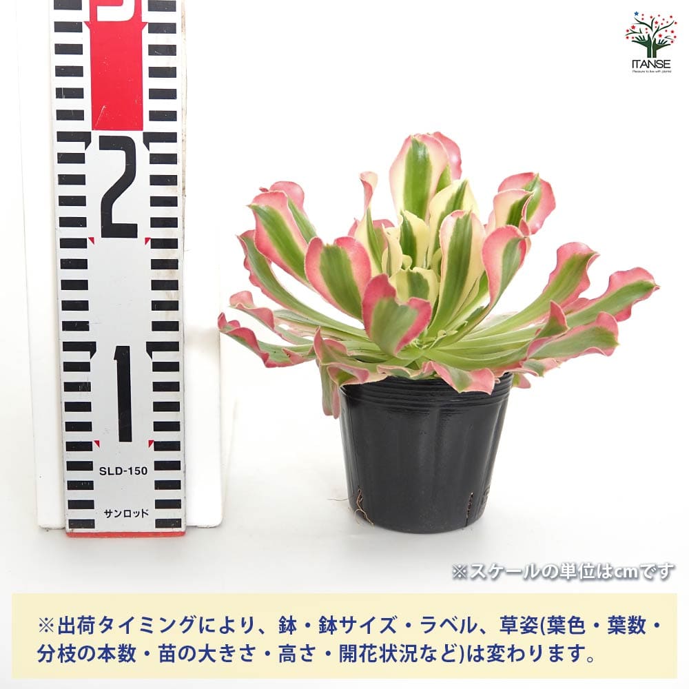 アエオニウム リバーストーン 【多肉植物 3号】｜ 【植物の