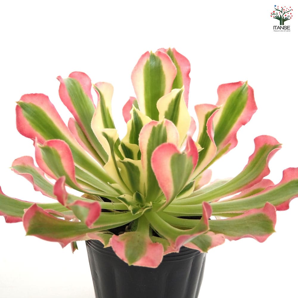 アエオニウム リバーストーン 【多肉植物 3号】｜ 【植物の