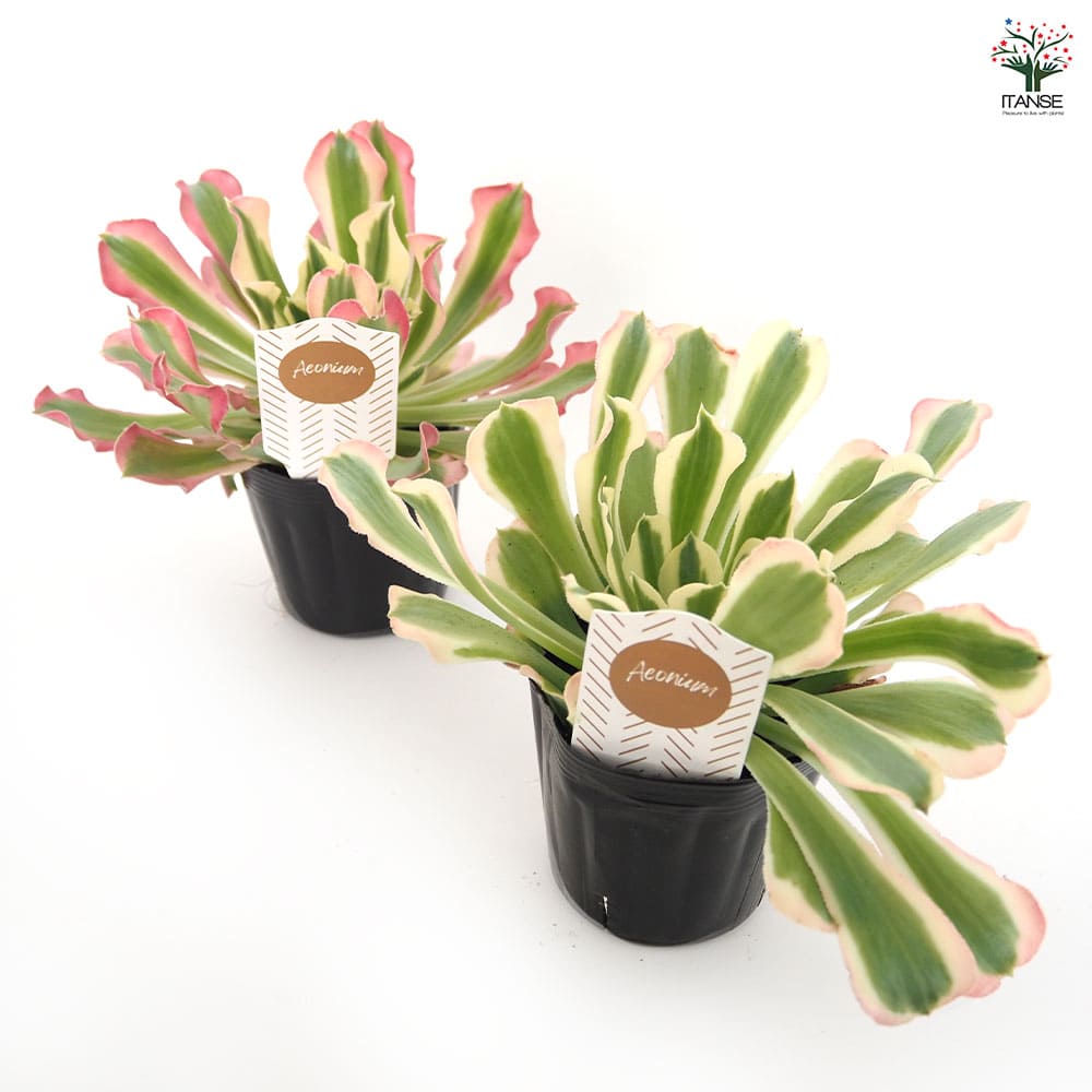 アエオニウム リバーストーン 【多肉植物 3号】｜ 【植物の