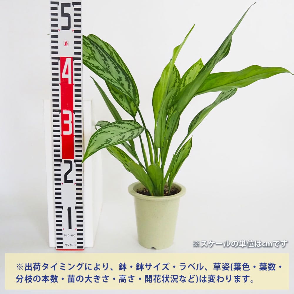 アグラオネマ シルバークイーン 【観葉植物 4号／1個売り】｜ 【植物の