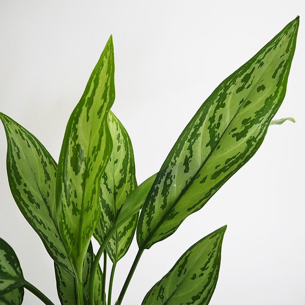 アグラオネマ シルバークイーン 【観葉植物 4号／1個売り】｜ 【植物の