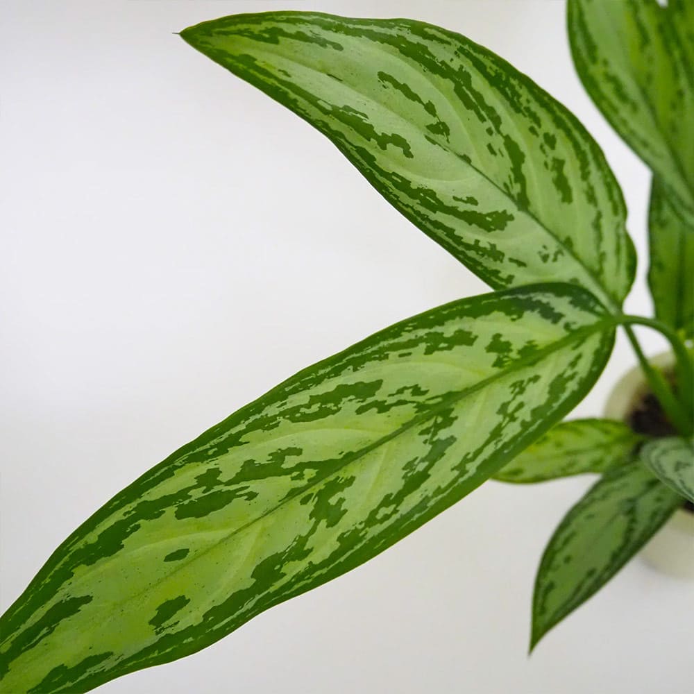 アグラオネマ シルバークイーン 【観葉植物 4号／1個売り】｜ 【植物の